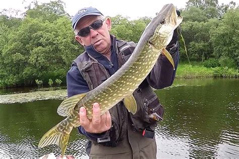 10 39. . Live pike for sale
